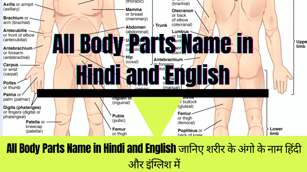 All Body Parts Name in Hindi and English